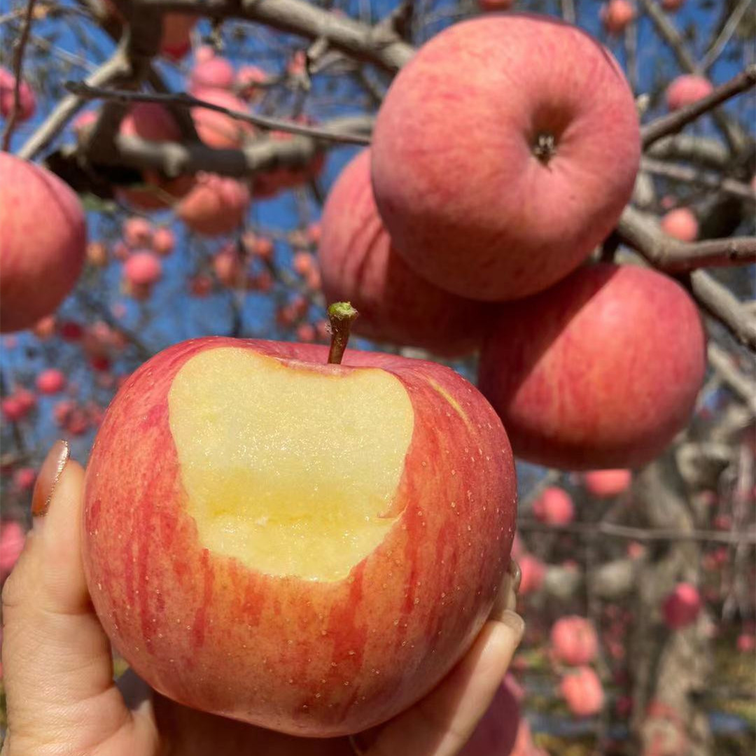【陕西洛川苹果红富士 苹果】脆甜冰糖心非阿克苏9斤新鲜水果代发