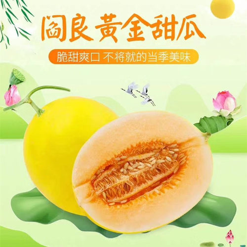 【阎良黄金甜瓜】陕西甜瓜香甜多汁脆爽9斤新鲜水果代发托盘精装