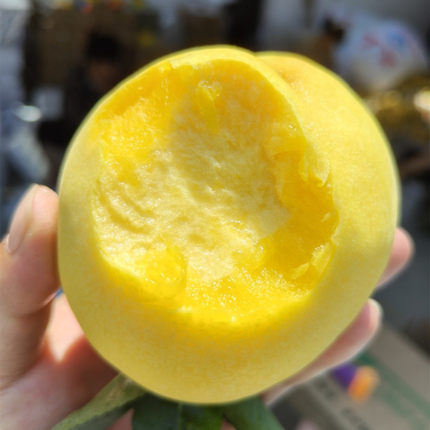 【顺丰可选 大沙河锦魁黄桃毛桃】 现摘现发5斤新鲜水果代发