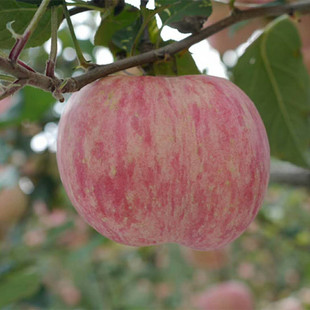 【山东烟台栖霞红富士苹果】 精品红富士苹果5斤新鲜水果礼盒代发