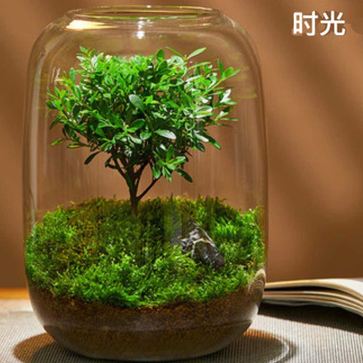 盆景玻璃缸造景生态摆件绿景观径瓶大口青苔藓微创意植物盆栽,宠物/宠物食品及用品,桌面缸,淘宝优惠券,粉丝福利购,淘宝优惠卷