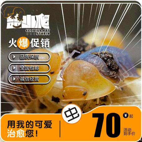 鼠妇活虫宠物潮虫子西瓜虫桌面景观 鸭仔奶牛爬宠学生物实验观察