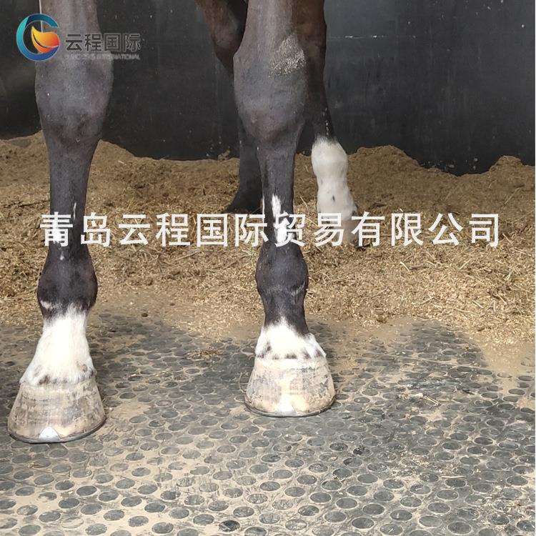 加厚牛棚垫 牛栏垫 舒适型牛卧床垫 奶牛垫 云程价优