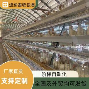 A型阶梯自动化养殖设备厂家蛋鸡笼养殖场梯形布局，通风性好