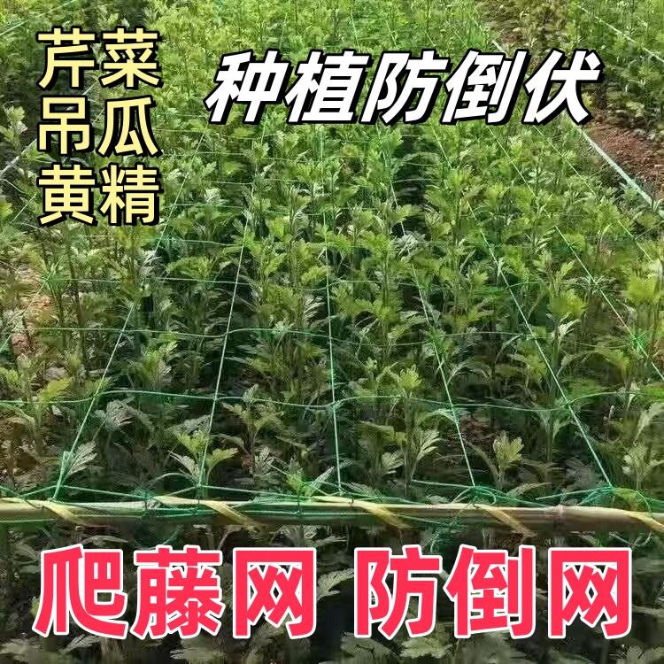 芹菜防倒网防倒伏定型豌豆爬藤方格种植荷兰豆角新型黄瓜韭菜蒜黄