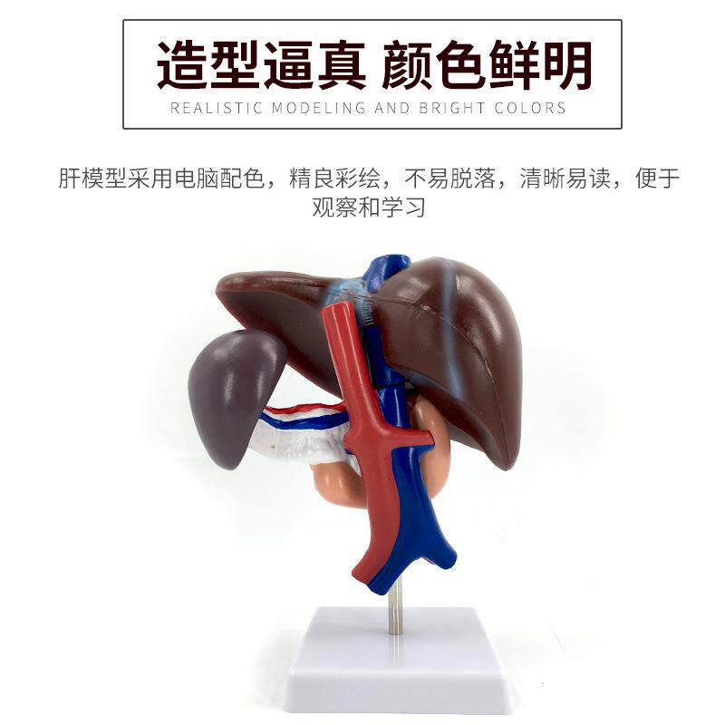 肝胰十二指肠模型 肝、脾、血管和胰腺结构模型 肝脏 脾 胰腺模型