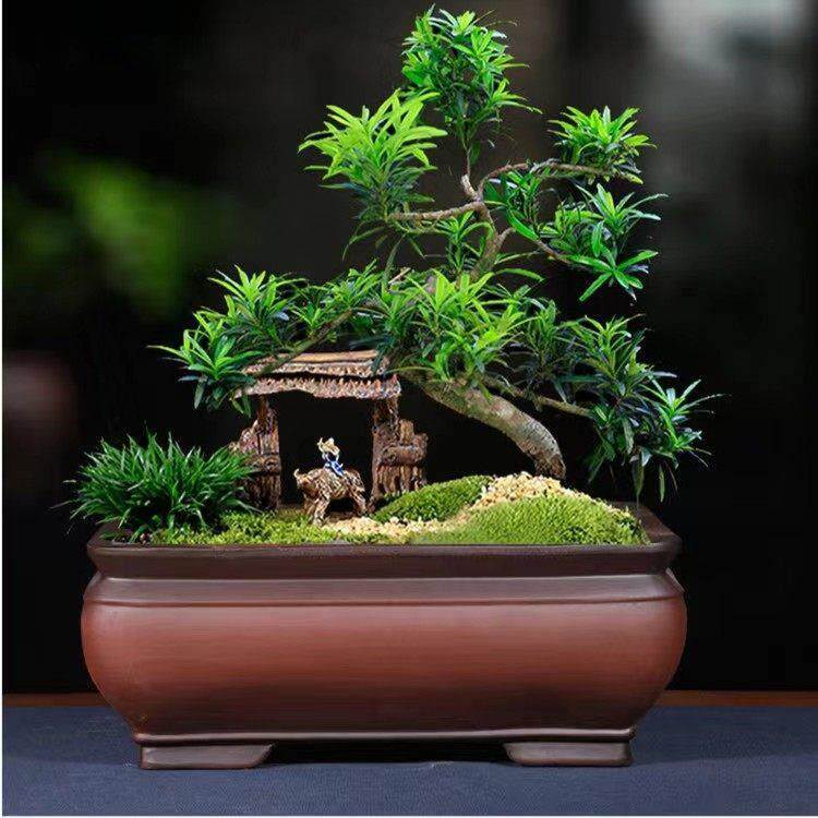 长方形紫砂花盆榕树钱树迎松特大号陶瓷盆景花盆素色花盆