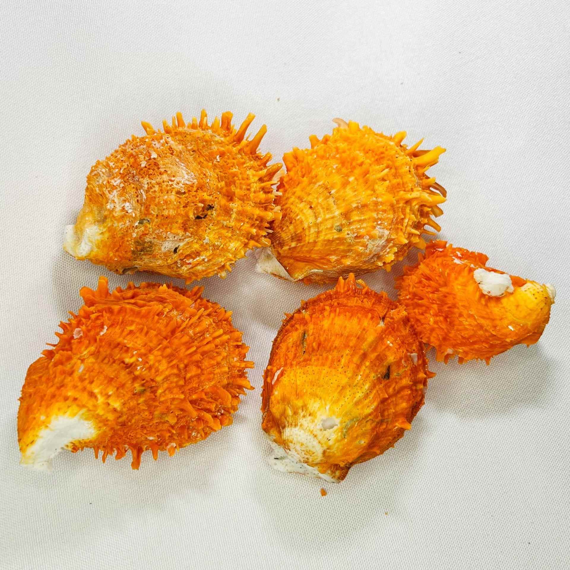 天然贝壳海螺金黄海蛤贝刺蛤鱼缸摆族水造菊景家居工艺品件珊瑚.