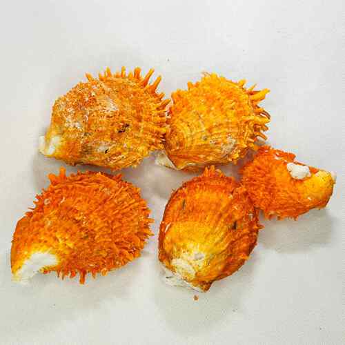 天然贝壳海螺金黄海蛤贝刺蛤鱼缸摆族水造菊景家居工艺品件珊瑚.