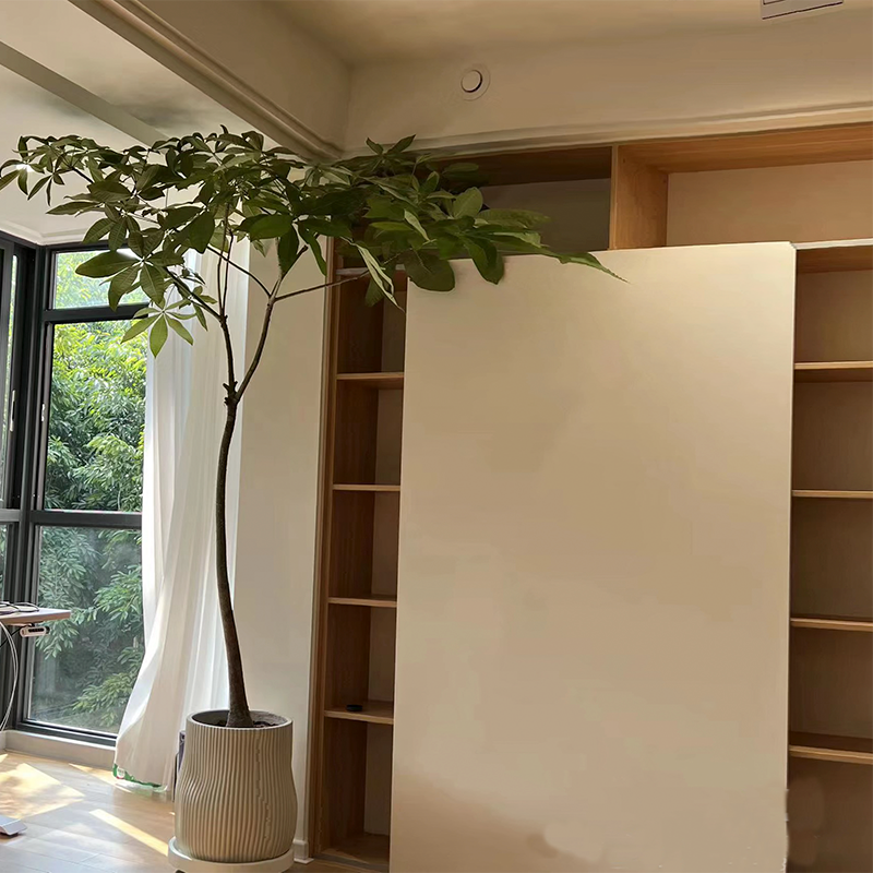 原生发财树客厅绿植室内大型盆栽开业乔迁植物落地好养造型盆栽