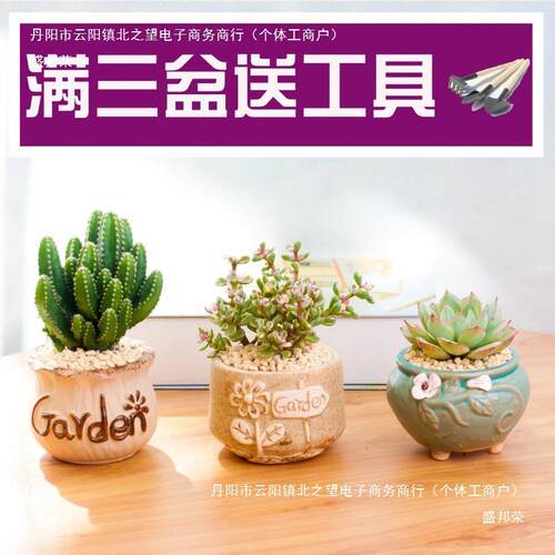 多肉物内小植栽带盆GIP桌面小绿盆植好养室肉肉大颗花卉仙人球仙