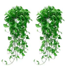 绿萝盆栽室内净化花卉水养吊兰长藤垂吊绿箩空气植物绿植吸除甲醛