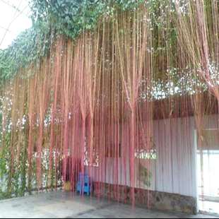 爬藤锦屏藤一帘幽梦苗 爬藤植物蔓地榕珠帘藤苗 富贵帘种楼顶庭院