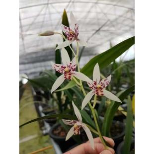 【冯达锋国兰】兰花苗建兰：雪舞红尘