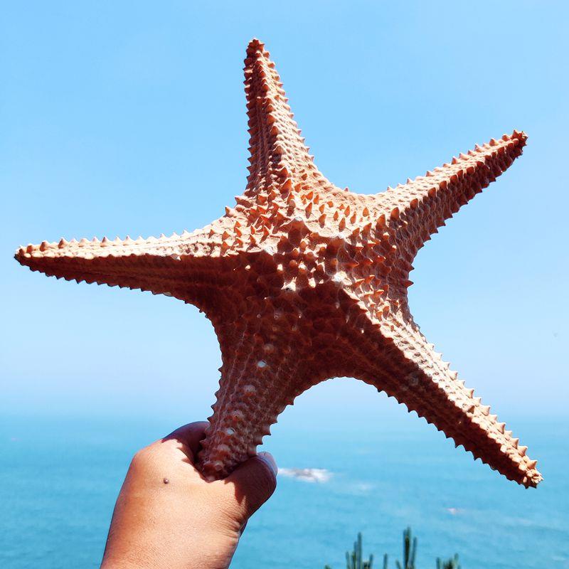 天然贝壳海星装饰品海星贝壳标本海星摆件超大霸王海星海螺摆件