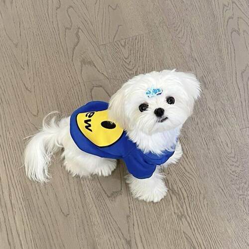 马尔济斯卫衣狗狗秋天秋冬季冬天保暖衣服小体犬小型犬幼犬服装