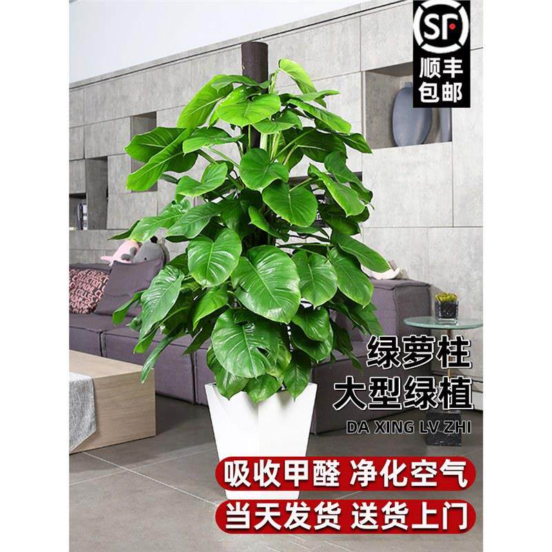 大叶绿萝箩柱盆栽室内花卉吸甲醛客厅净化空气办公室绿植大型植物