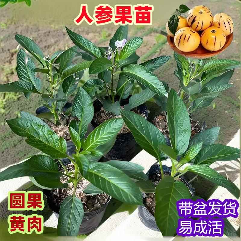 人生果种苗云南苗孑北方南方黄心人参果苗盆栽种植水果秧苗种子籽