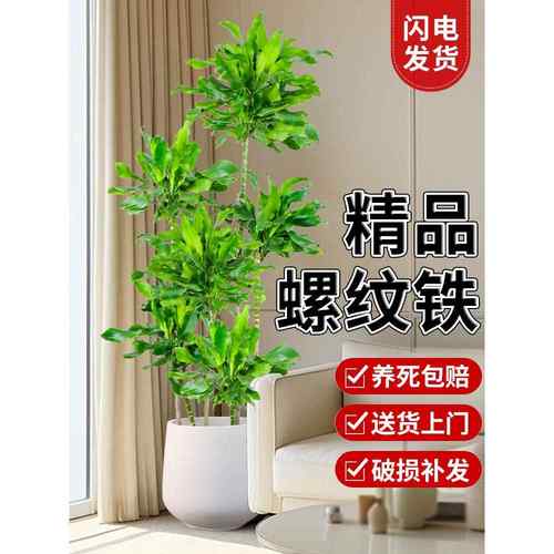 螺纹铁植物盆栽室内客厅大型绿植乔迁绿色摆件吸甲醛好养花卉盆景