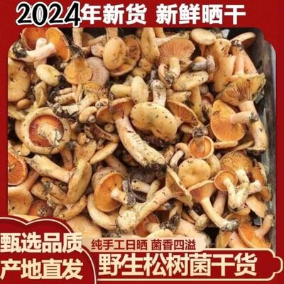 湖北天然野生红枞菌乌枞菌蘑菇枞菌寒菌松树菌重阳菌雁来蕈500
