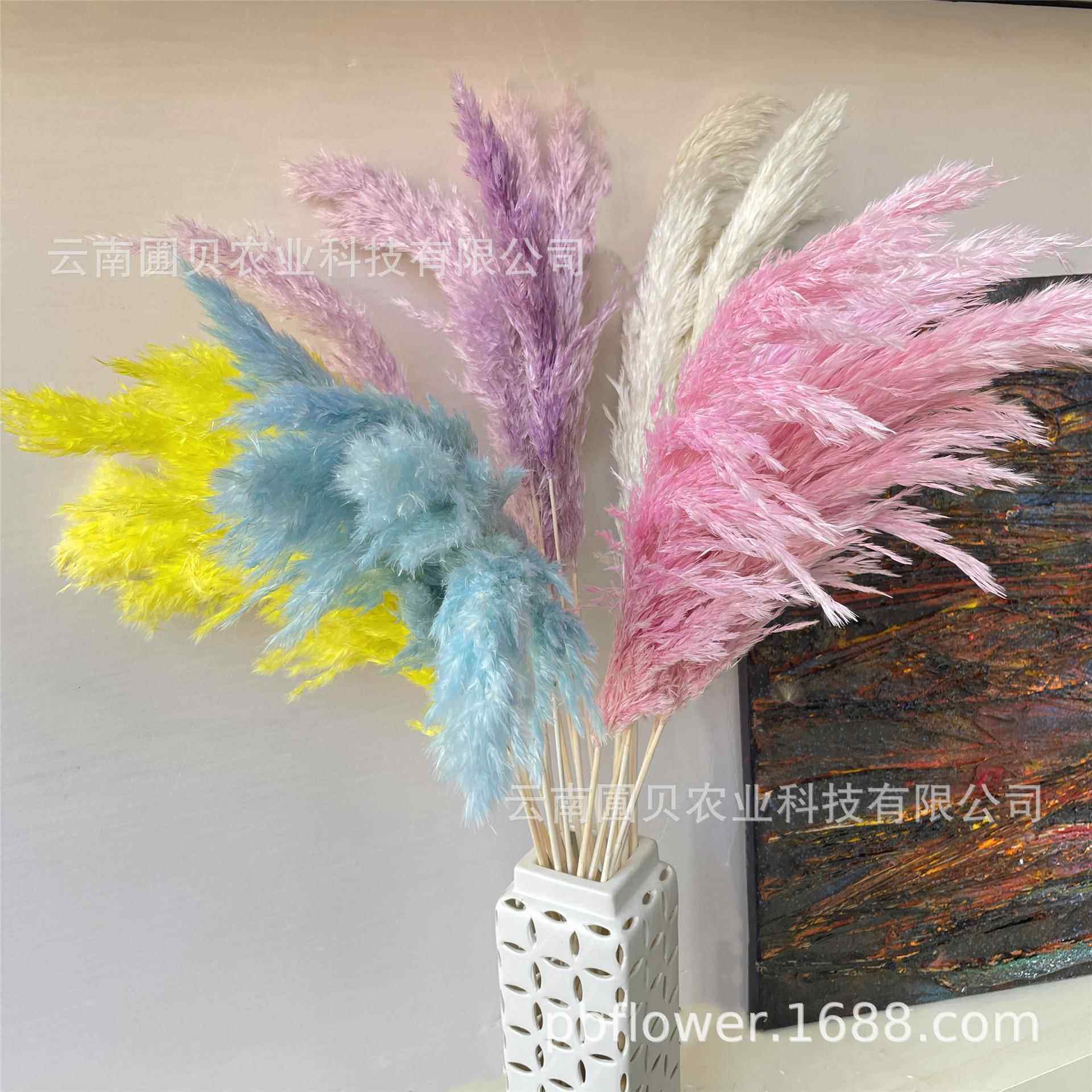 花者婚庆拍摄道具亚马逊芦苇干花 跨境潘帕斯彩色小芦柴现货