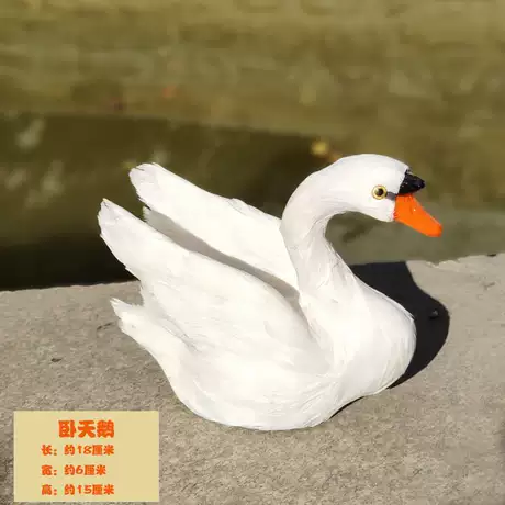 小卧天鹅