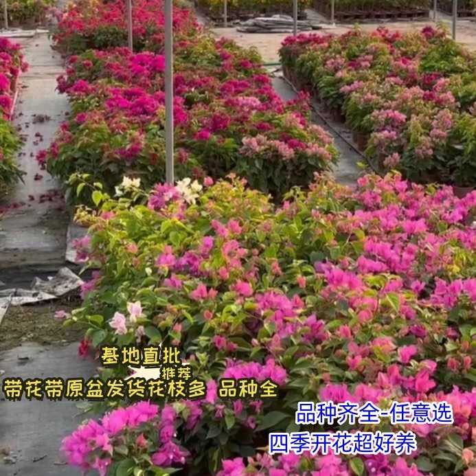 三角梅盆栽带花发货四季开花爬藤植物阳台小花卉庭院好养勤花绿樱