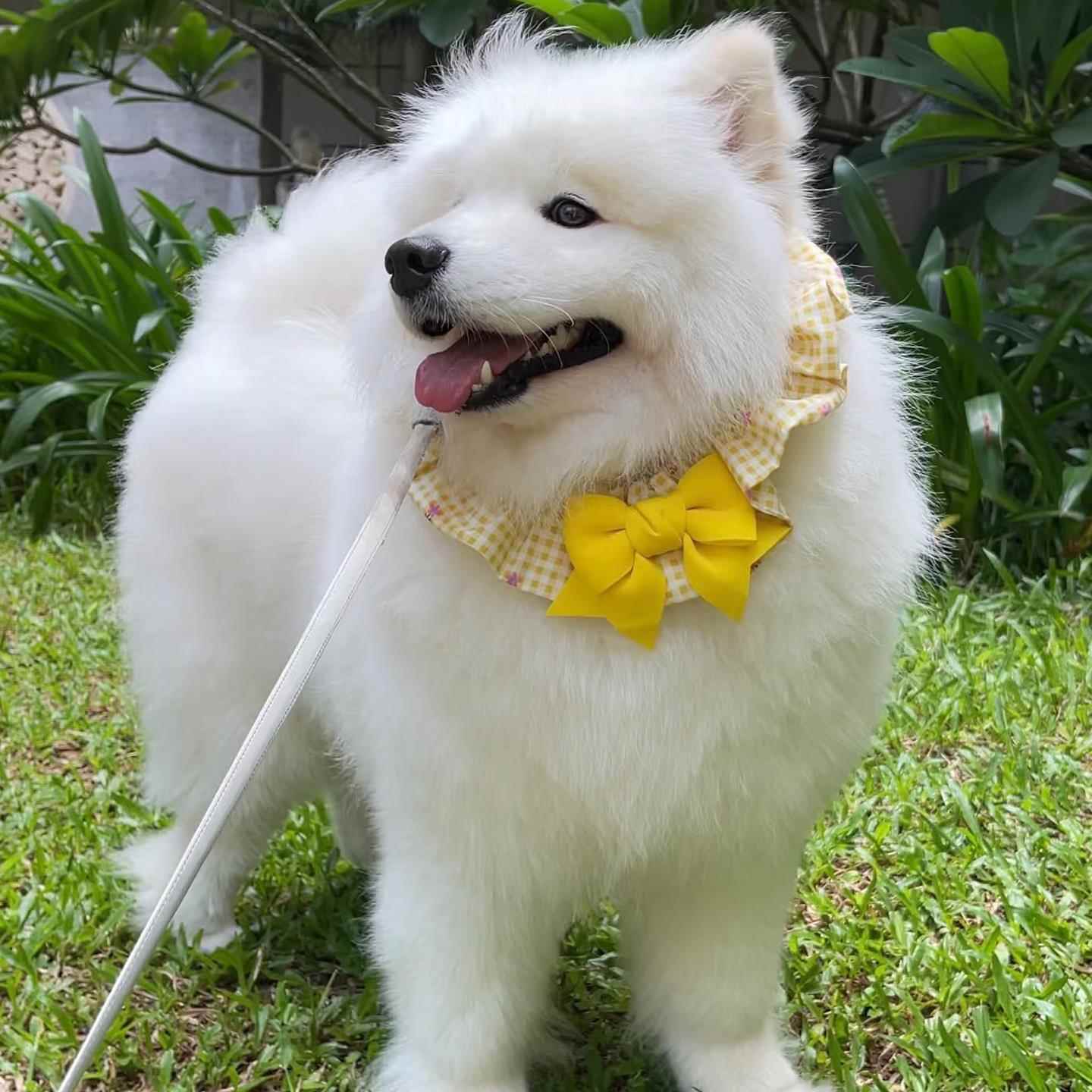 狗狗口水巾大型犬萨摩耶专用围脖围嘴围巾项圈装饰品配饰阿拉斯加