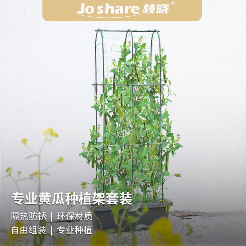 枝晓 菜园西红柿支撑杆户外庭阳台院蔷薇爬藤架 黄瓜种植架套装