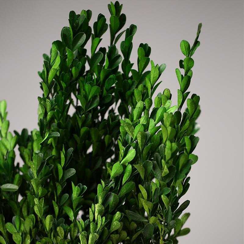 黄杨叶永生叶绿天然绿树黄杨叶手工植干花树枝式韩花束制作材料家