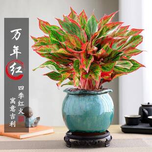 大盆万年红盆栽吉利红如意绿植室内书房四季好养花卉植物净化红掌