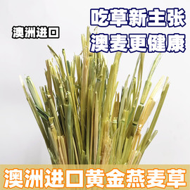 澳麦黄金燕麦草手挑版5A级一番进口兔子豚鼠龙猫干草500g绿澳麦