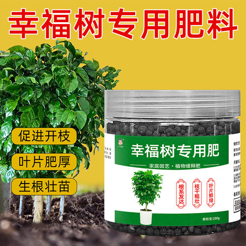 幸福树专用肥料幸福树掉叶子专用