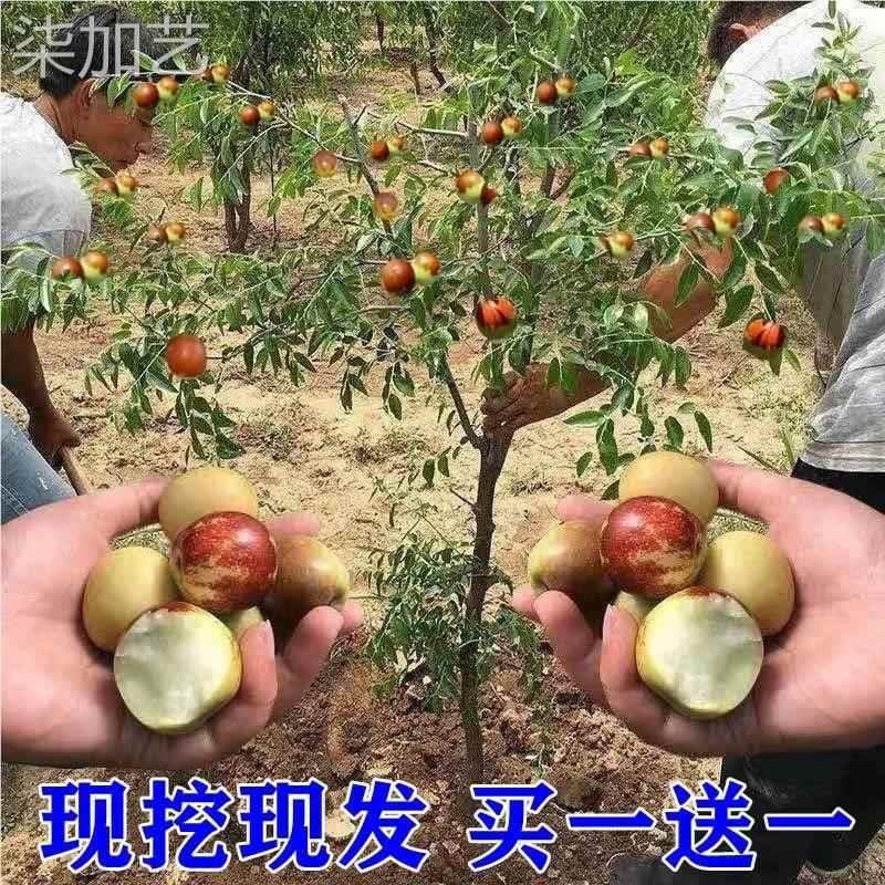 枣树活苗南北方种植当年结果特大超甜大枣庭院地载沾化冬枣果树苗