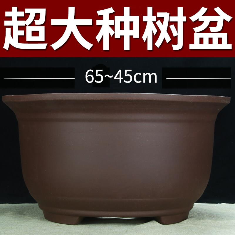 超大号紫砂花盆种树老桩清仓特价60cm以上超大种发财树铁树陶瓷盆