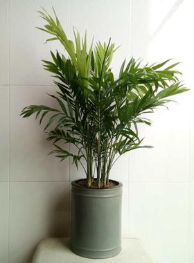 40元库存清仓处理浅灰色配托大号直筒花盆 家居绿植摆设景观盆