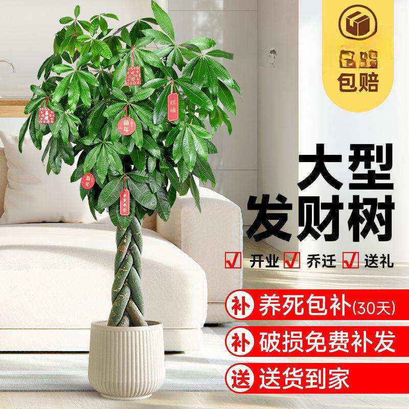 发财树大棵客厅大盆栽大招财办公室大型绿植植物花卉好养室内开业
