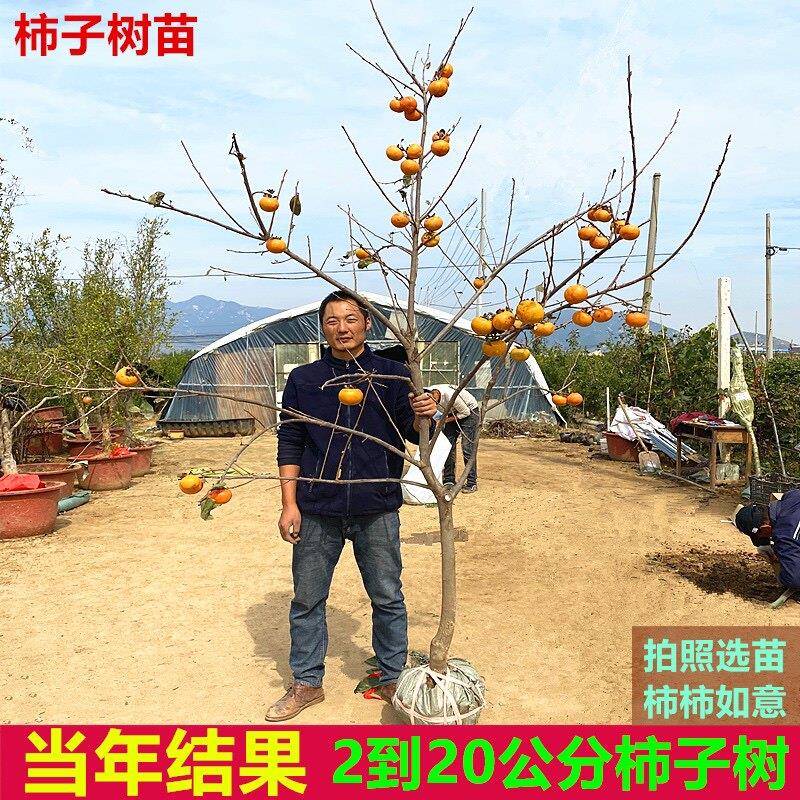 特大柿子树太秋脆甜柿子果树庭院别墅南北方种植盆栽地栽当年结果