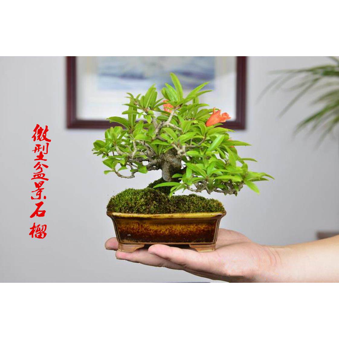 矮化石榴盆栽盆景银杏老庄老桩树小造型阳台可观赏小盆景矮桩绿植