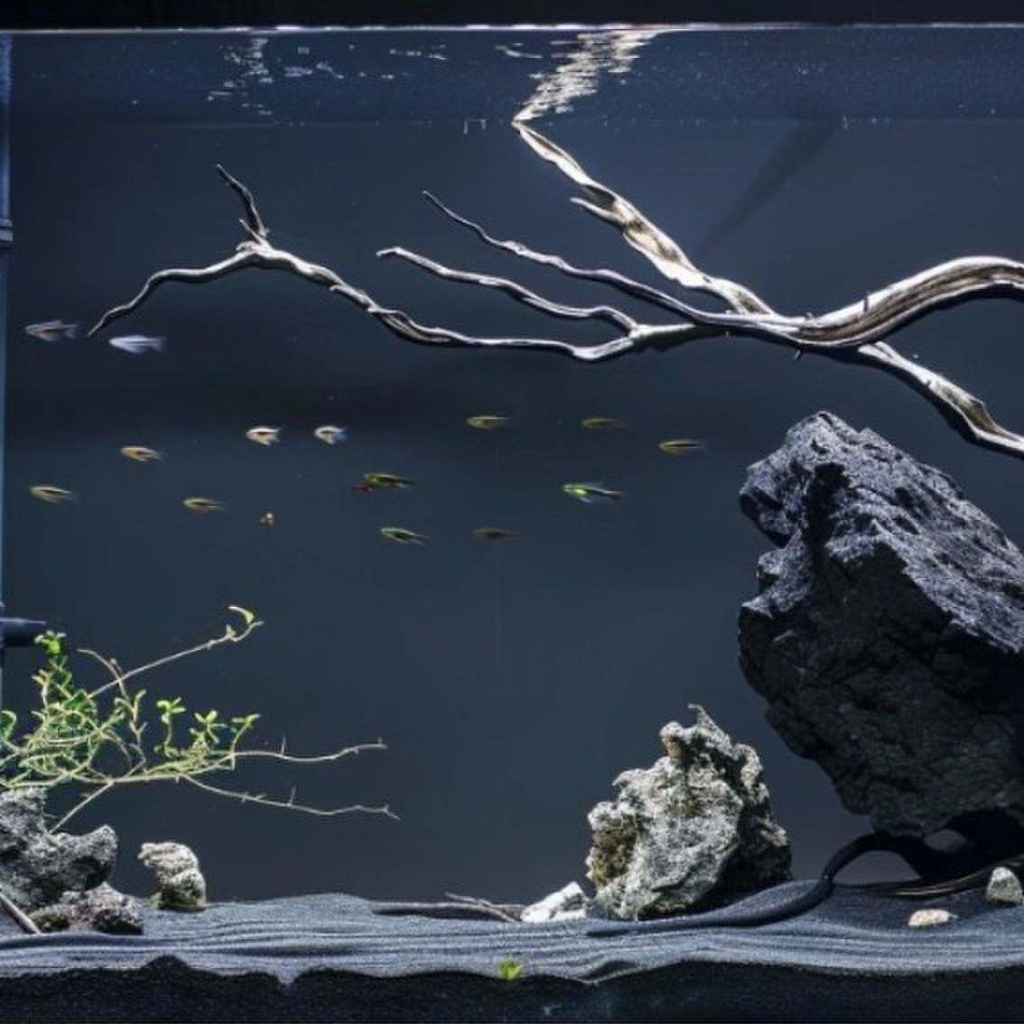 森系50-80缸精选多枝南美风鱼缸造景沉木侧飘鸟架寄居蟹爬宠躲避