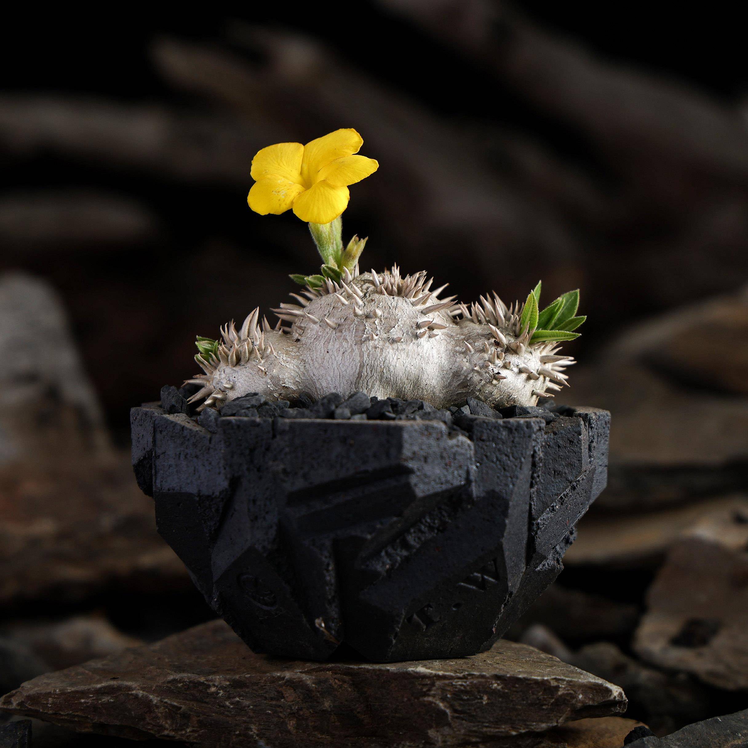 【朴原】黄花惠比须笑 Pachypodium brevicaule 盆栽潮流财运块根