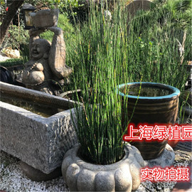 木贼盆栽 笔头草 笔管草庭院阳台室内净化空气吸甲醛水生水养