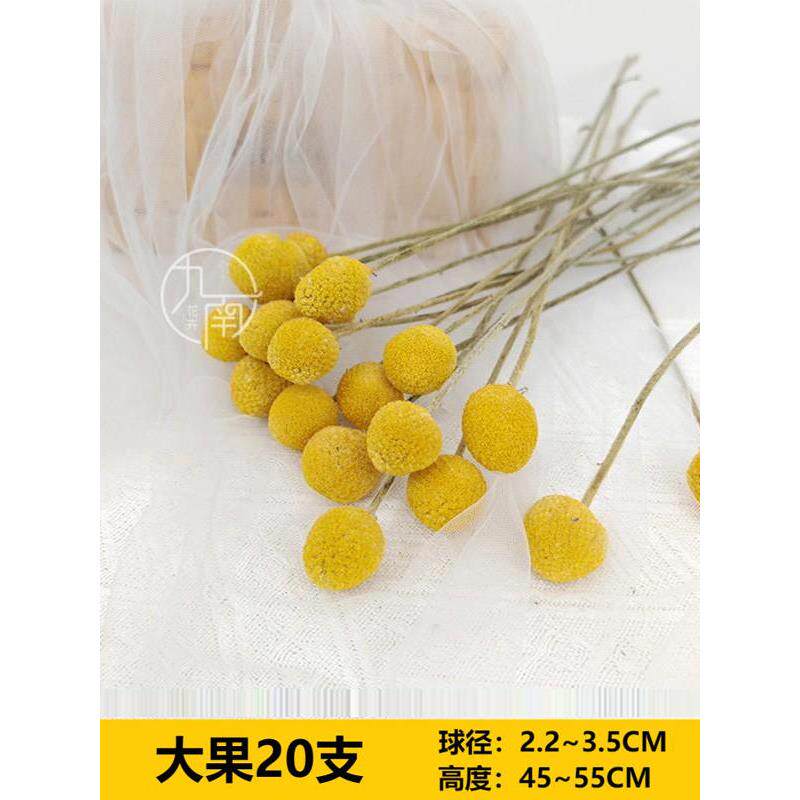 高品质金球原产地天然真花纯色干花束DIY家居客厅装饰金槌花