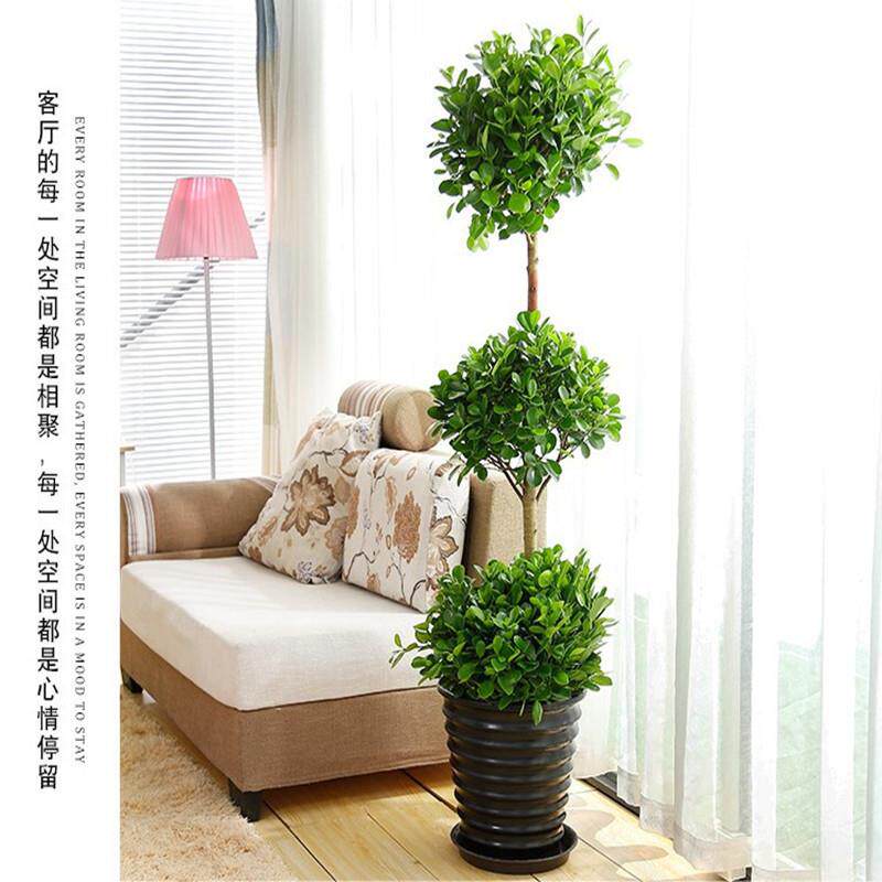 型盆栽植物摇钱树发财树钱榕客厅01112办公大室绿业植常青金树开