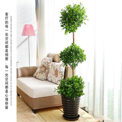 大盆栽植物摇钱型树树发树财金钱榕01112客厅办公室绿植常青开业