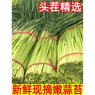 费 免邮 蔬菜10大蒜薹蒜毫黄 蒜苔新鲜5斤农家自种青蒜苗2023当季