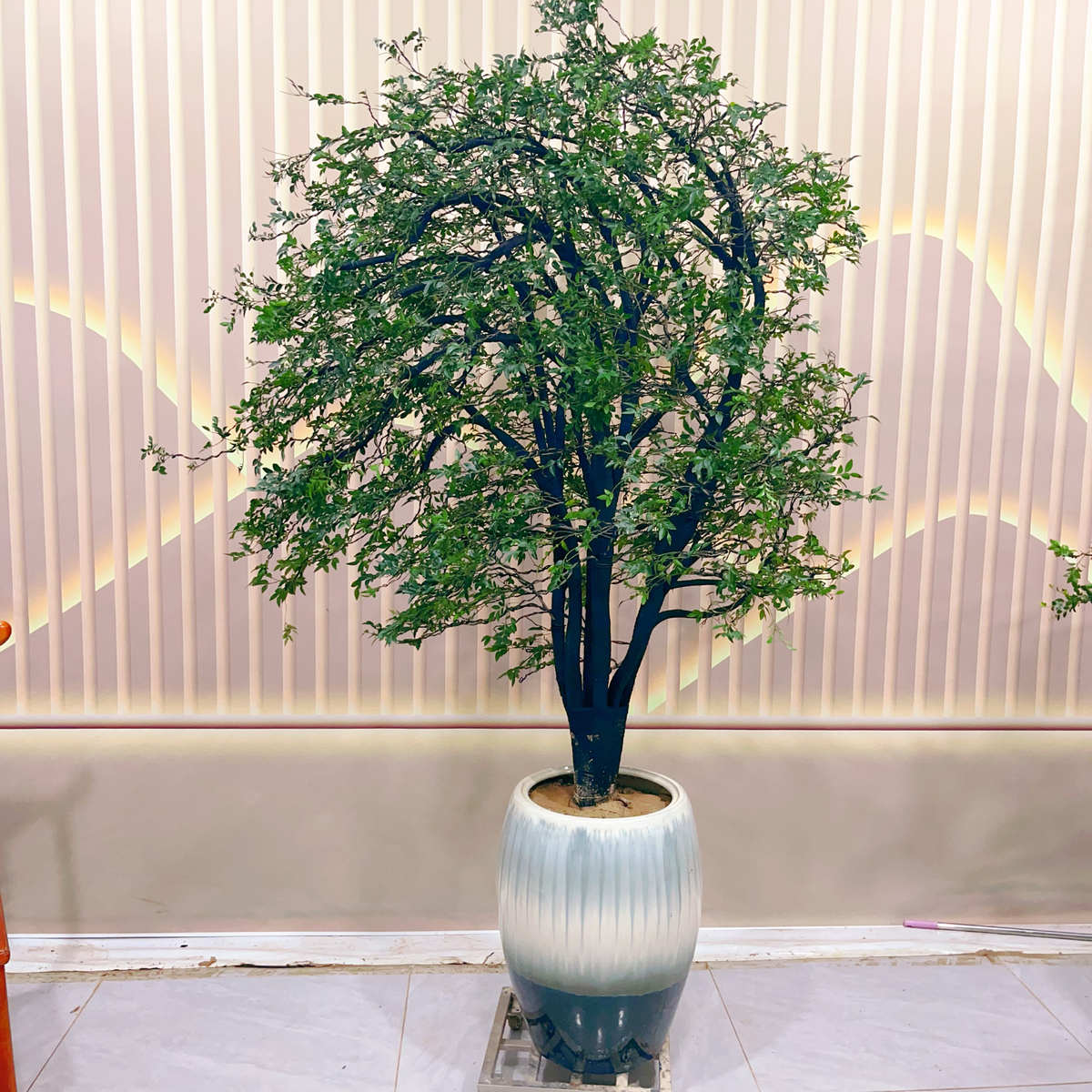 老桩小叶紫檀盆栽庭院景观室内中大型盆景名贵绿植禅意绿植黑骨茶