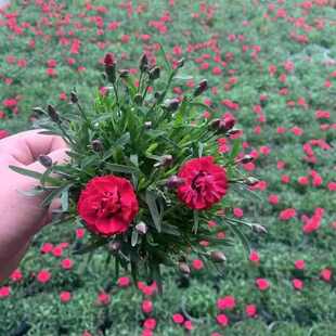 花苗耐旱坪常绿开花批发四季派石竹花苗蜜桃庭院耐寒绿化宿根初吻