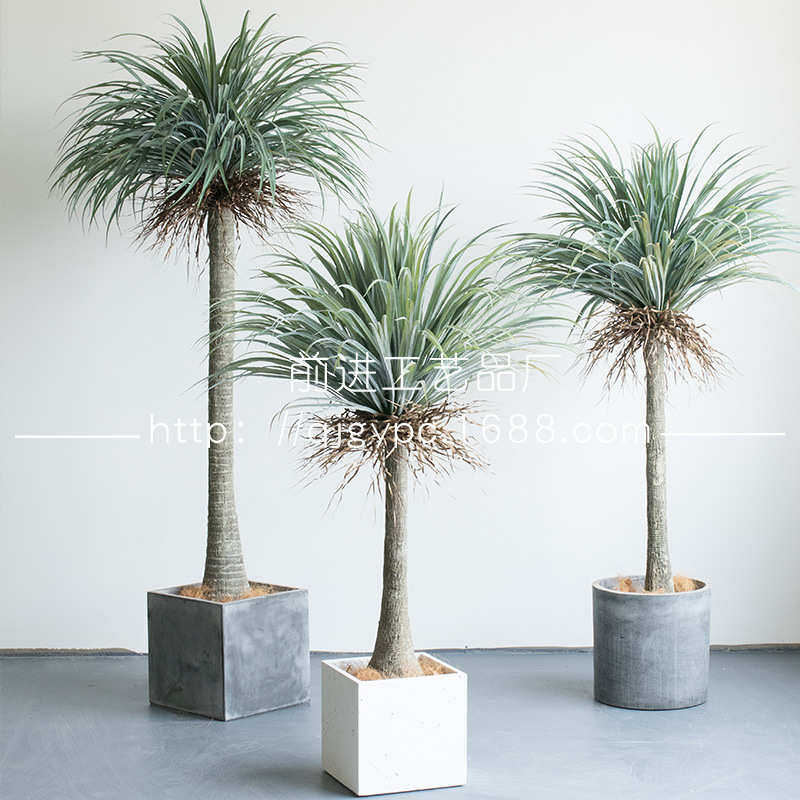 商业空间装饰绿植大型植物兰丝树橱窗造景假树丝兰树盆栽沙生植物,鲜花速递/花卉仿真/绿植园艺,仿真绿植,淘宝优惠券,粉丝福利购,淘宝优惠卷