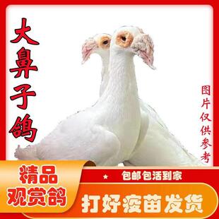 观赏鸽大鼻子大鼻子鸽黑色白色大鼻子鸽子活体一对
